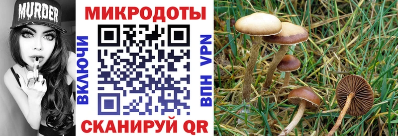 где купить   Богучар  Галлюциногенные грибы мицелий 